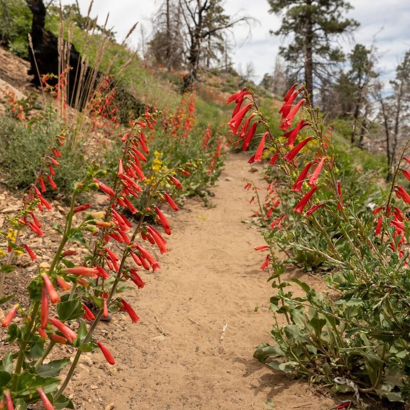 Firecracker Penstemon Adds Bright Color Without Heavy Spread