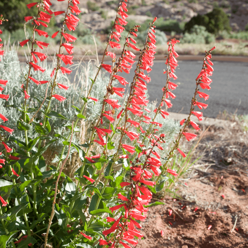 Firecracker Penstemon Starts Blooming Before Summer Arrives