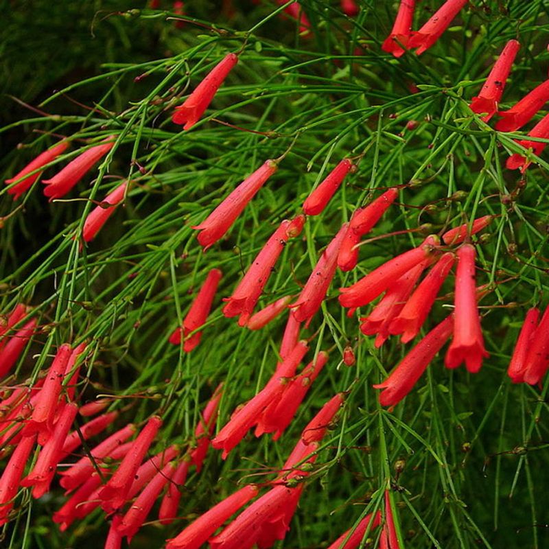Firecracker Plant Brings Color To Tight Fence Line Gaps