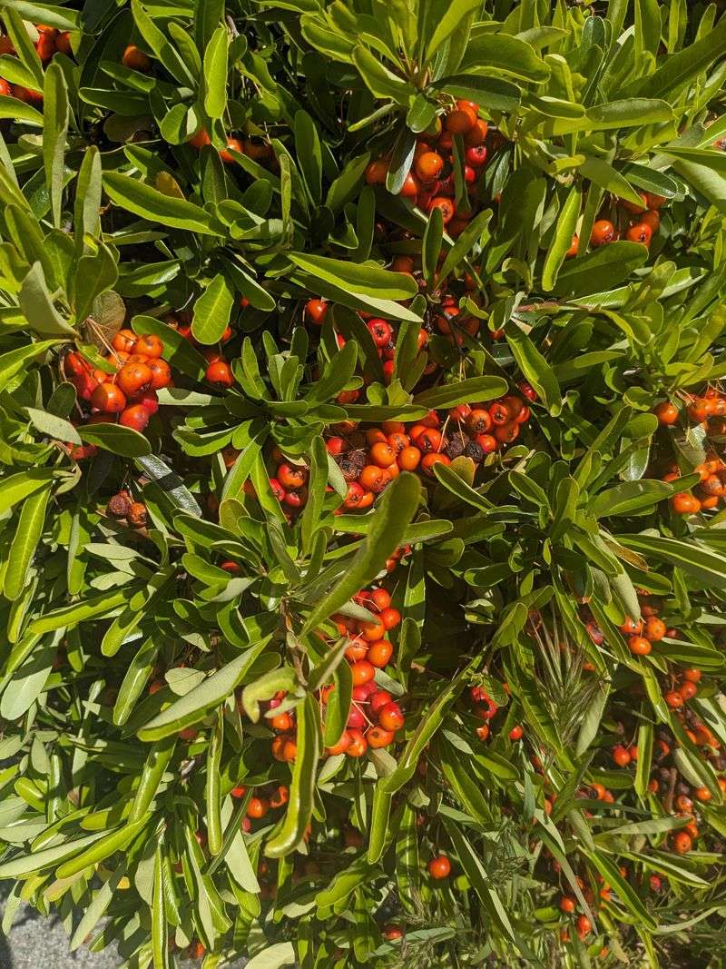 Firethorn Crowds Walkways Fast Firethorn Crowds Walkways Fast