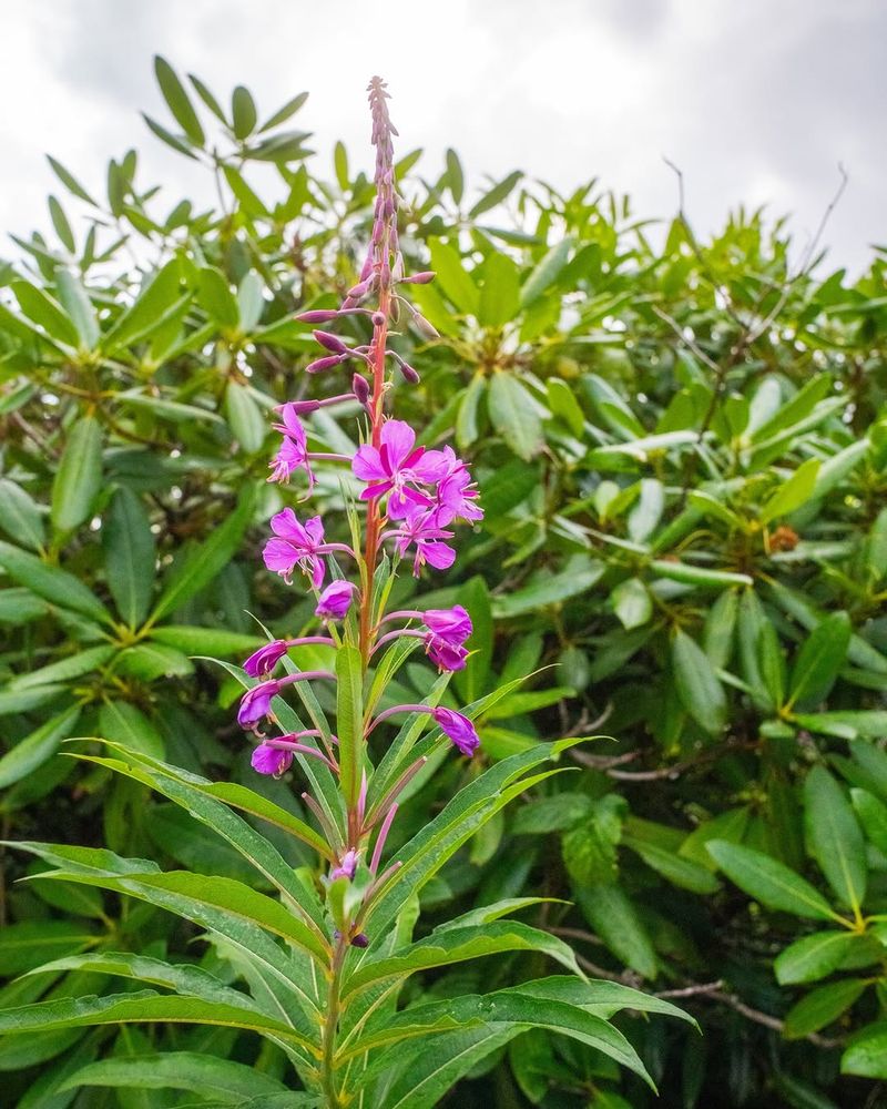 Fireweed