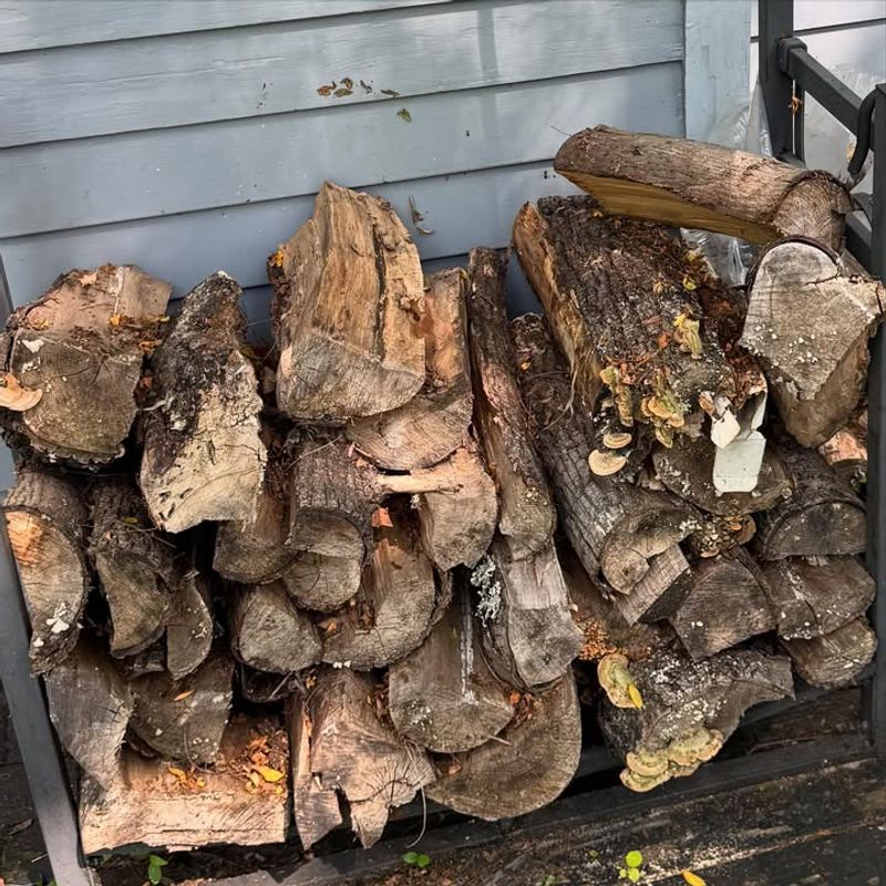 Firewood Stacks Provide Protection From Extreme Heat