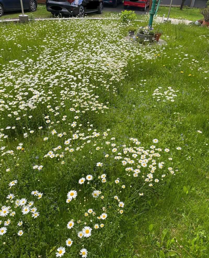First Mow Needs Care
