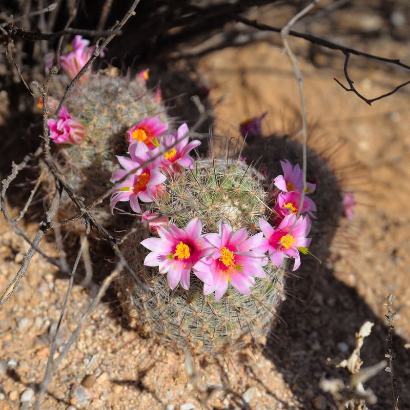 Fishhook Pincushion Cactus Brings Bright Flowers To Rocky Gardens