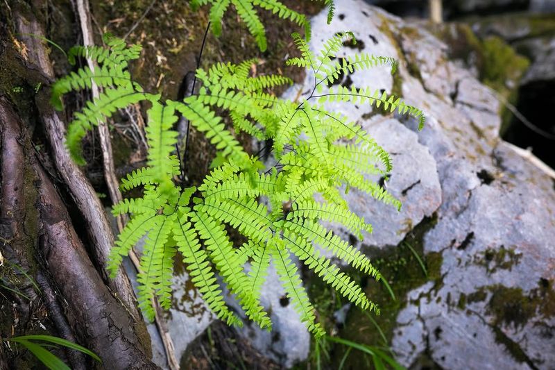 Five-Finger Maidenhair Fern