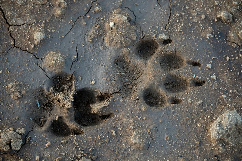 Five-Toed Tracks In Soft Soil Or Mud Five-Toed Tracks In Soft Soil Or Mud