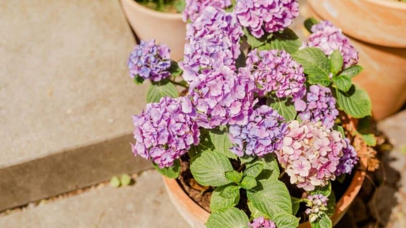 Fix Drainage Before Watering More Often