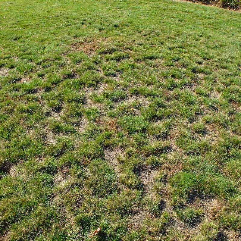 Fix Drainage Thatch Or Pest Problems Before Leveling Again