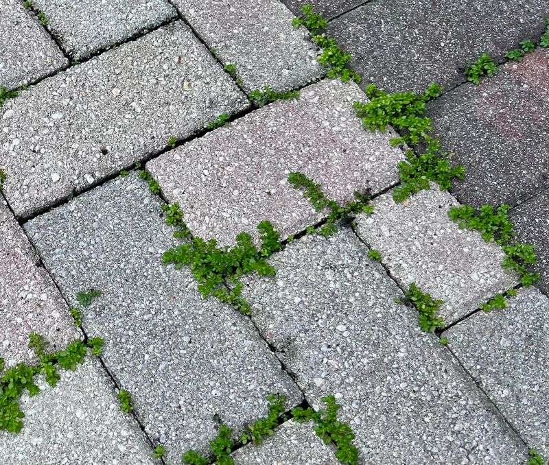 Fix Loose Pavers Before Weeds Move In