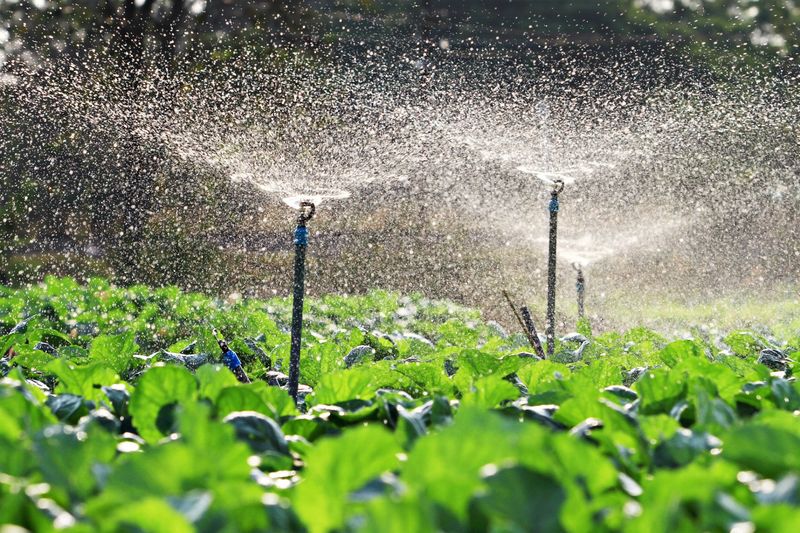 Fix Sprinklers That Soak Leaves Fix Sprinklers That Soak Leaves