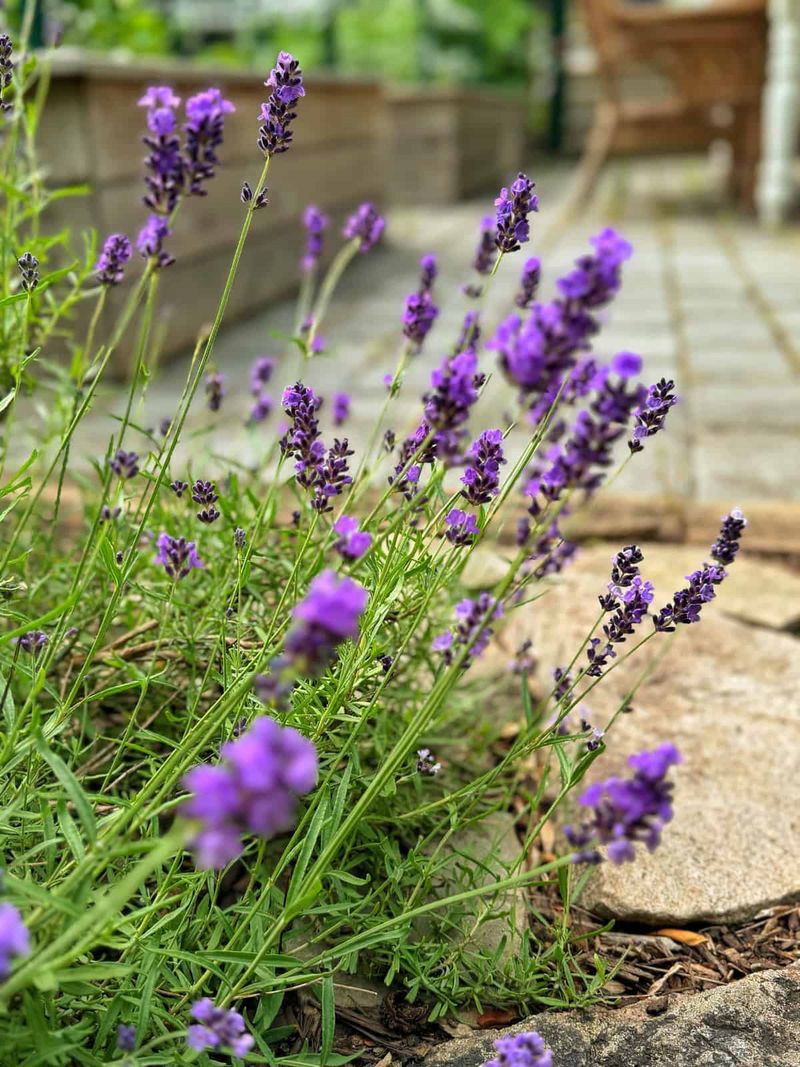 Fix Wet Soil Before It Makes Woody Lavender Worse