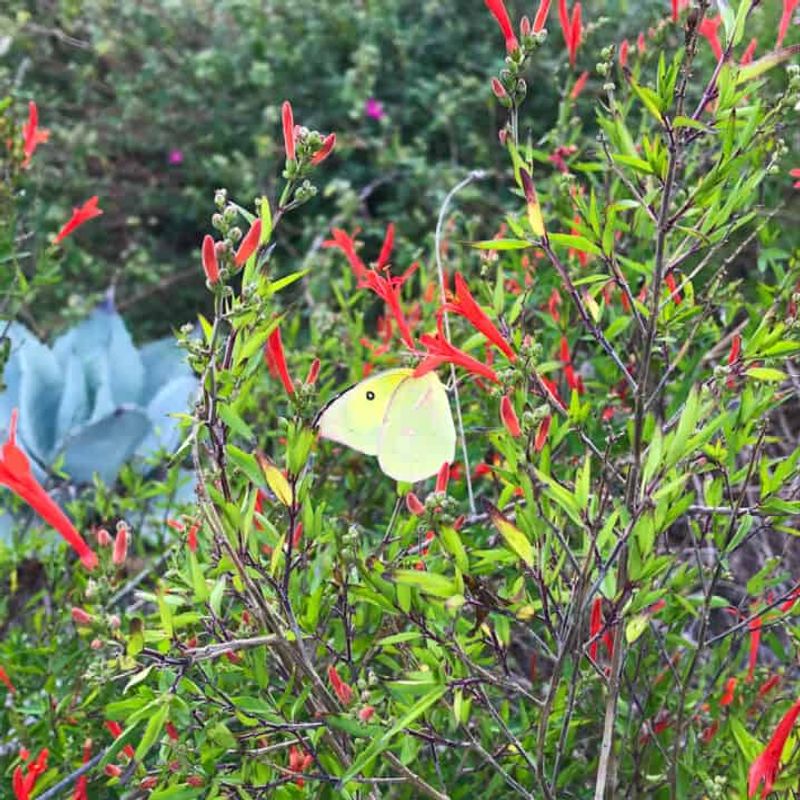 Flame Acanthus Lights Up Summer With Less Fuss