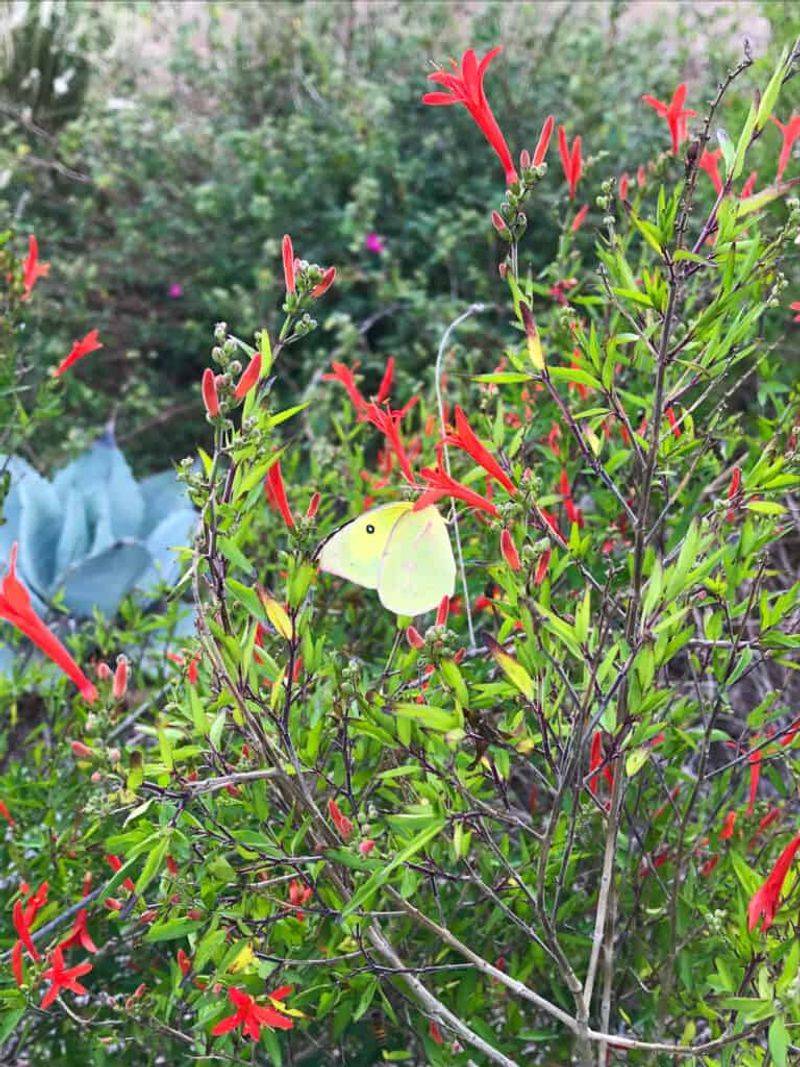 Flame Acanthus Lights Up Summer