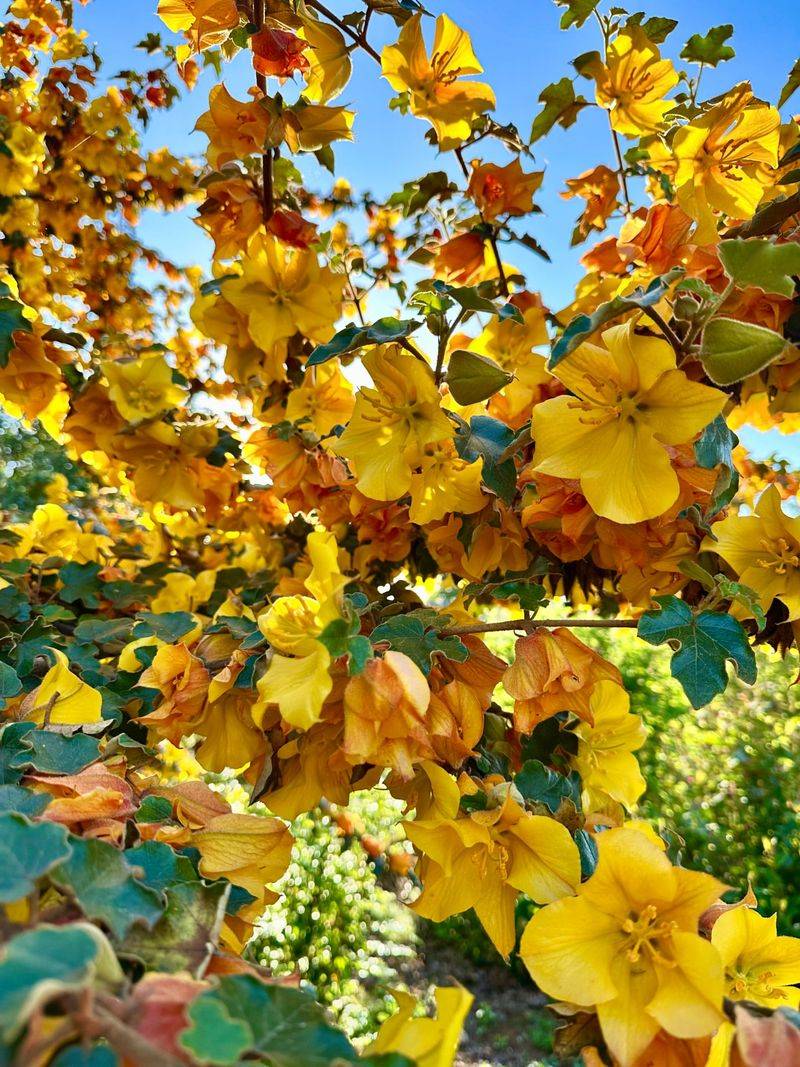 Flannel Bush Brings Big Yellow Blooms With Very Little Water Flannel Bush Brings Big Yellow Blooms With Very Little Water