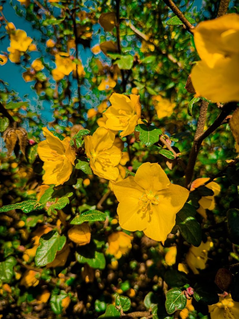 Flannel Bush Brings Big Yellow Flowers Without Bamboo Roots