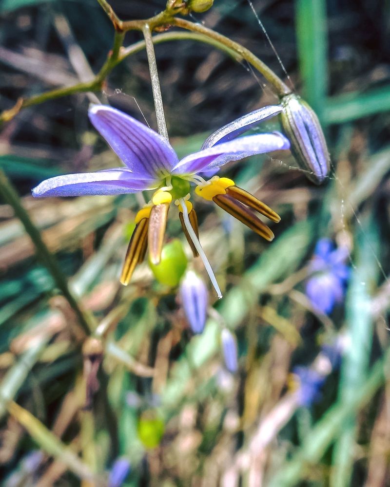Flax Lily Handles Dry Shade Better Than Most Perennials