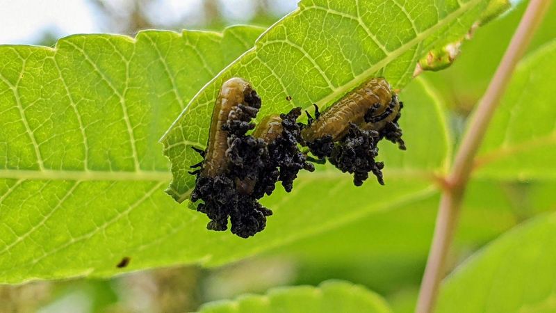 Flea Beetles Pepper Leaves With Tiny Holes