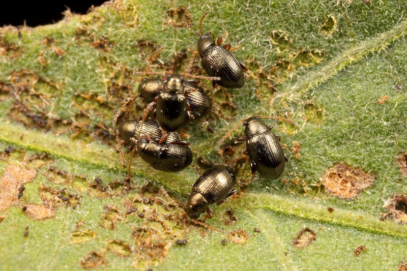 Flea Beetles