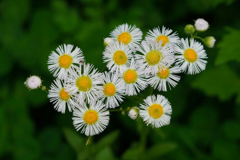 Fleabane