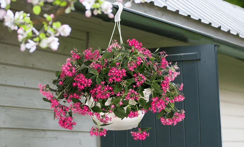 Flexible Use In Beds, Borders, And Containers Flexible Use In Beds, Borders, And Containers