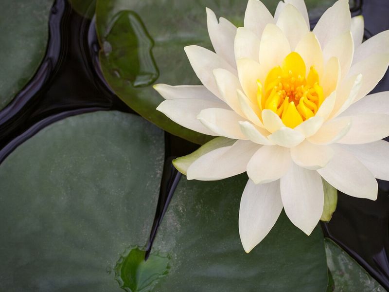 Float Fragrant White Water Lily In A Sunny Tub Float Fragrant White Water Lily In A Sunny Tub