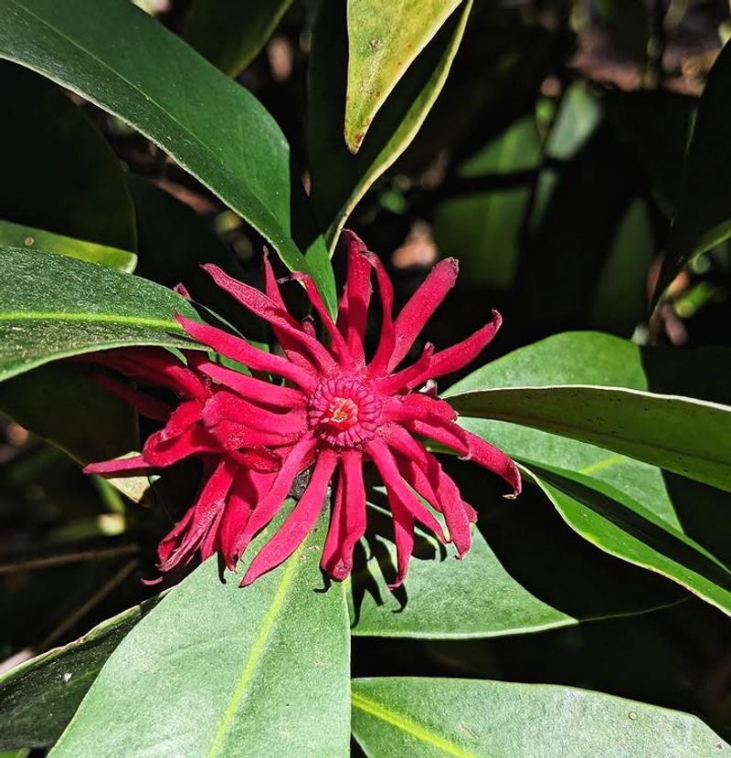 Florida Anise Tree Handles Humidity Well