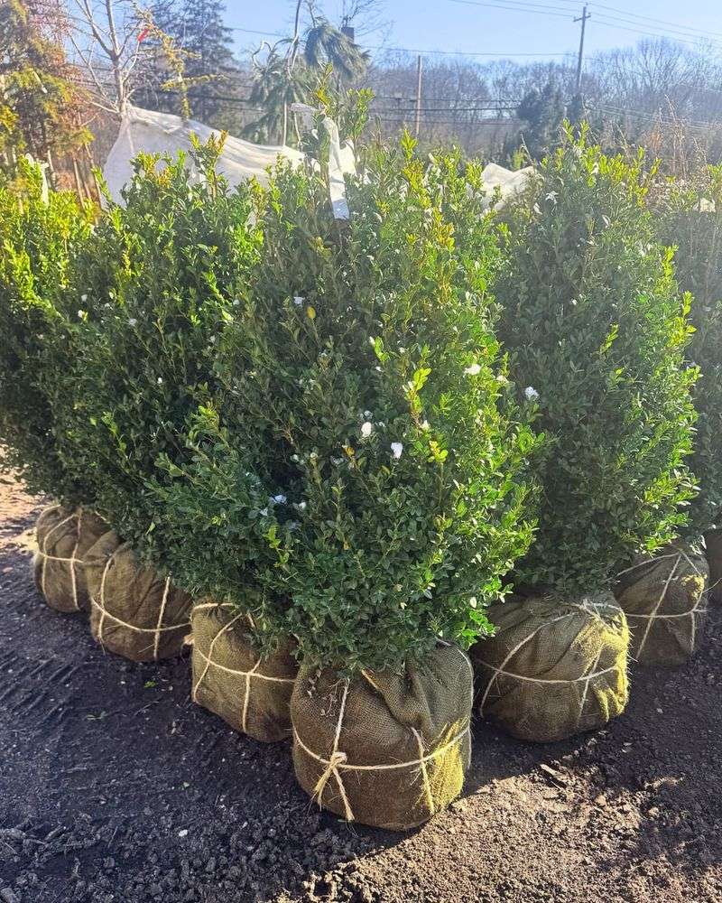 Florida Boxwood That Fits Where Others Cannot