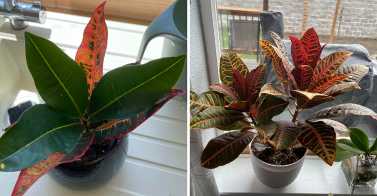 Florida Croton Looking Dull In May? Try These 10 Simple Fixes