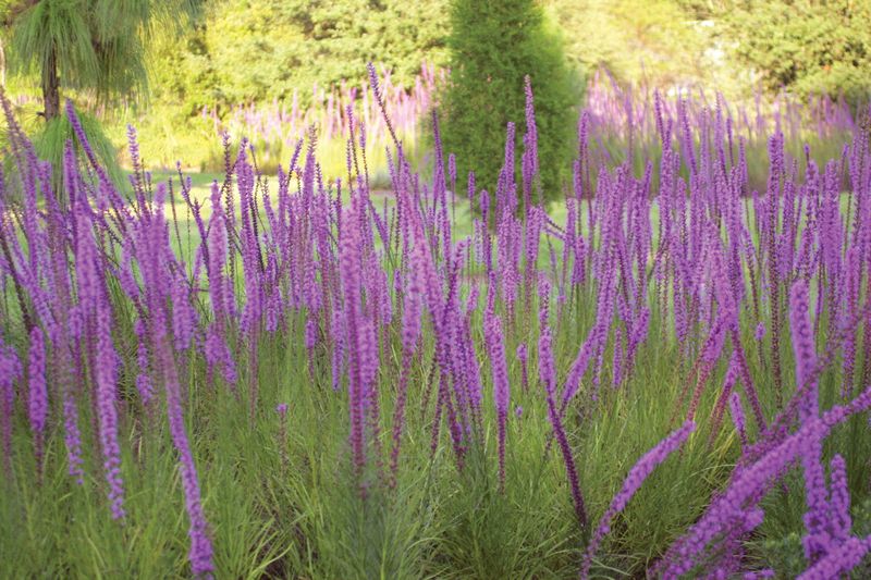 Florida-Friendly Plants Work With Sandy Soil Instead Of Fighting It