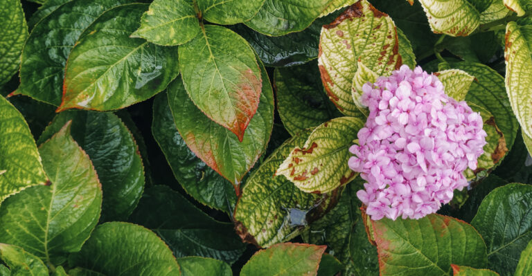 hydrangea problem