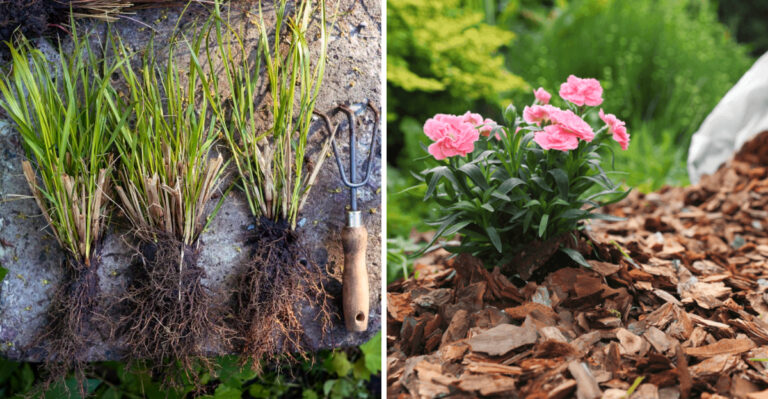 Florida Gardeners, This Is Your Sign To Tackle These 12 May Yard Tasks This Weekend