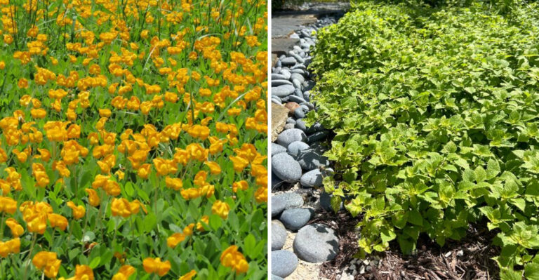 Florida Groundcovers That Can Help Replace Patchy Grass Before Summer Storms Hit