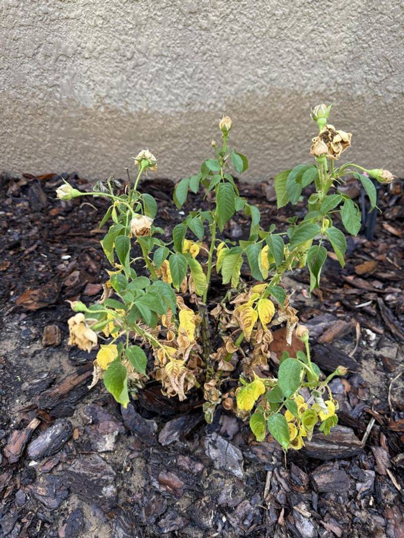 Florida Heat Reminds Gardeners That Knock Outs Still Need Care