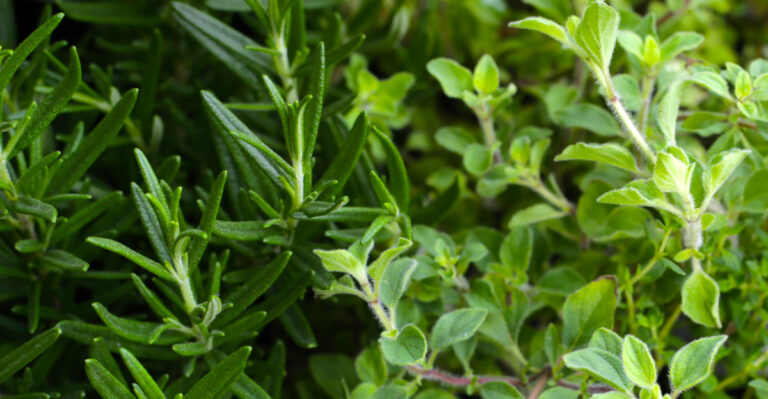 rosemary and oregano
