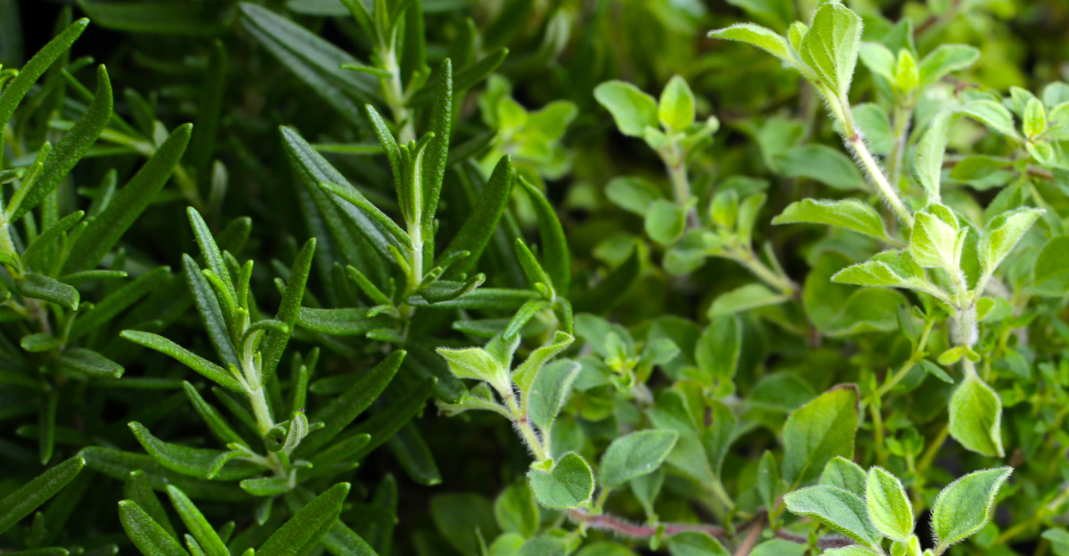 rosemary and oregano