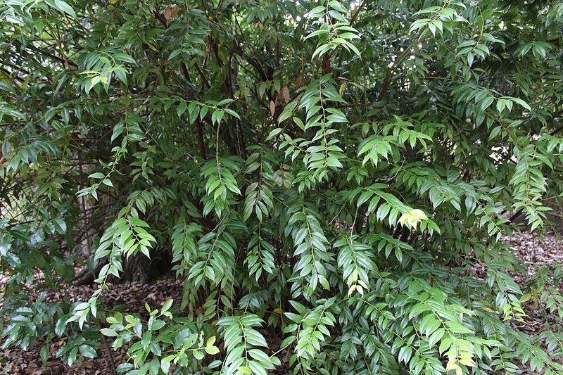 Florida Hobblebush Handles Shade Better Than Many Shrubs