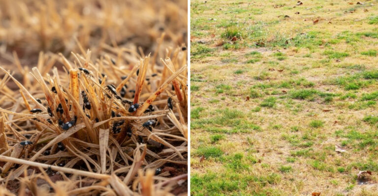Chinch Bugs and drought stress