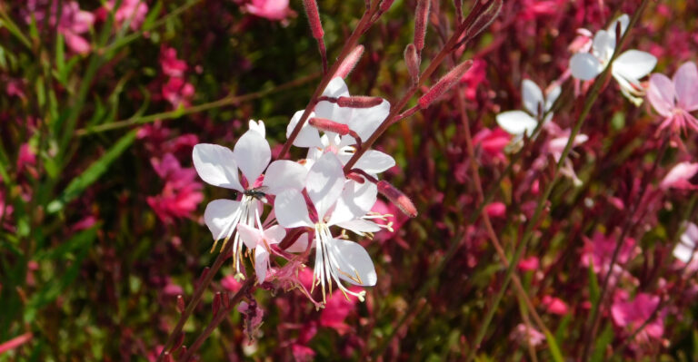gaura