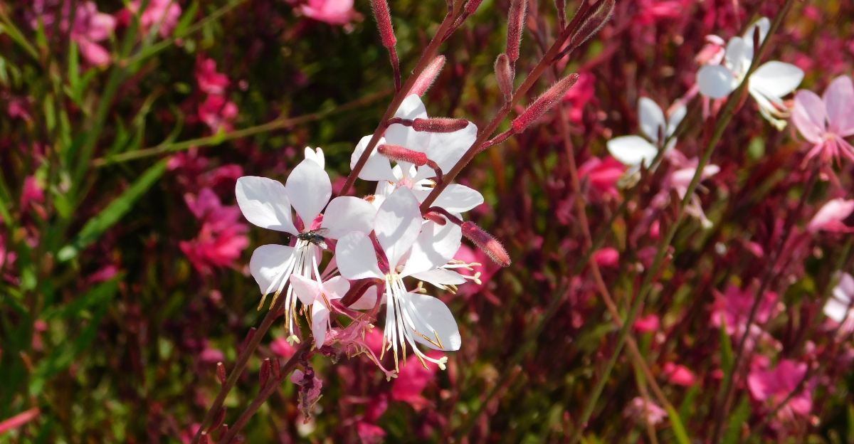 gaura