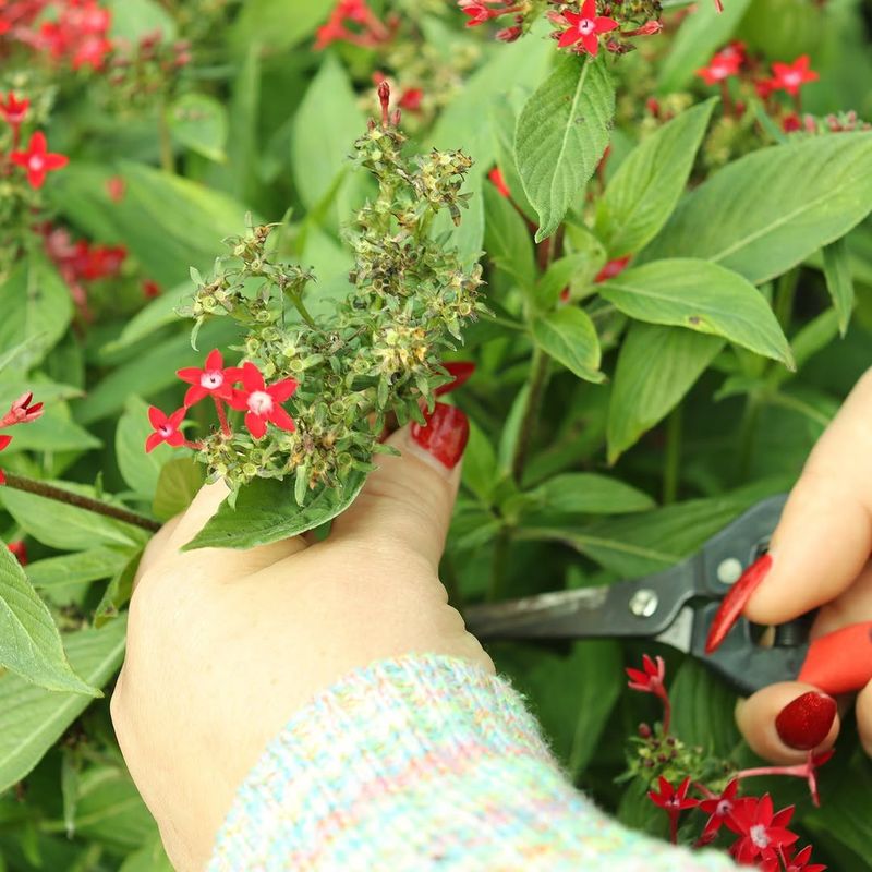 Florida Plants That Respond Well To Tip Pruning