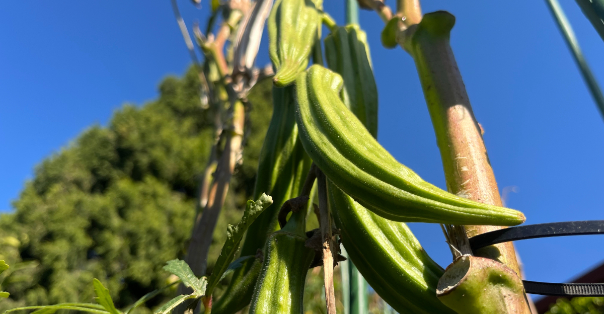 okra