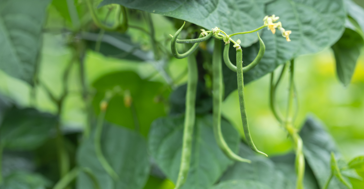 cowpea