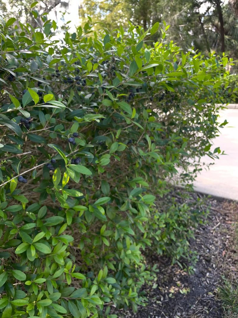 Florida Privet Forms A Dense Wildlife-Friendly Hedge