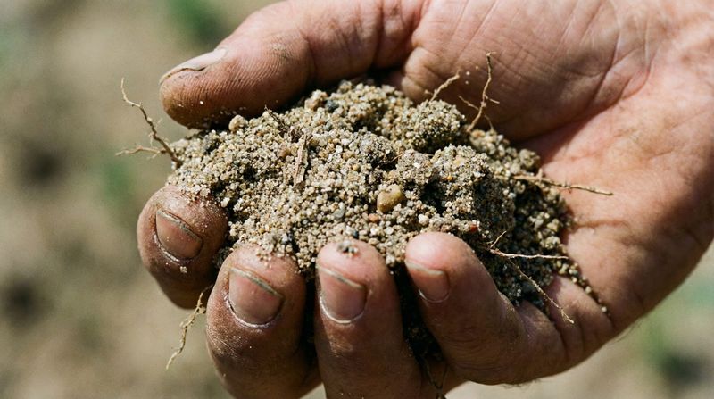 Florida Sandy Soil Holds Limited Water