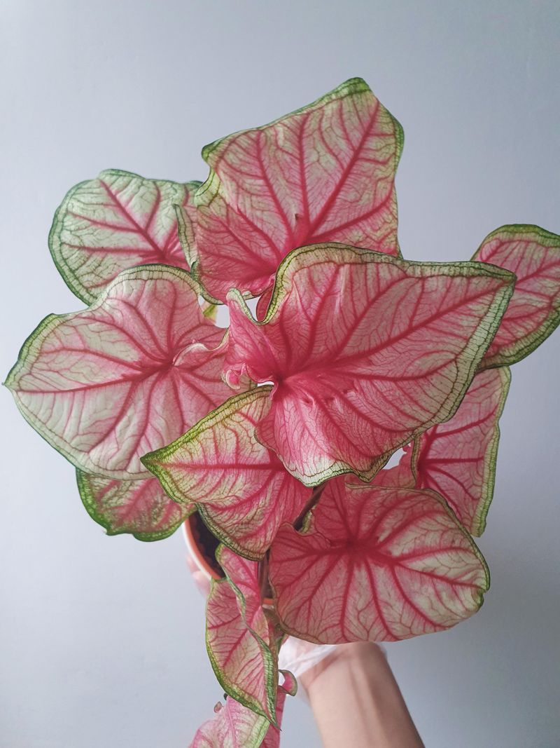 Florida Sweetheart Caladium (Caladium Bicolor)
