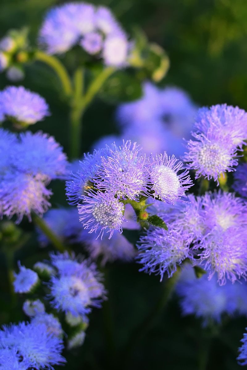 Floss Flower Floss Flower