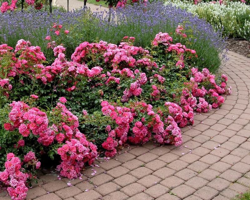 Flower Carpet Rose