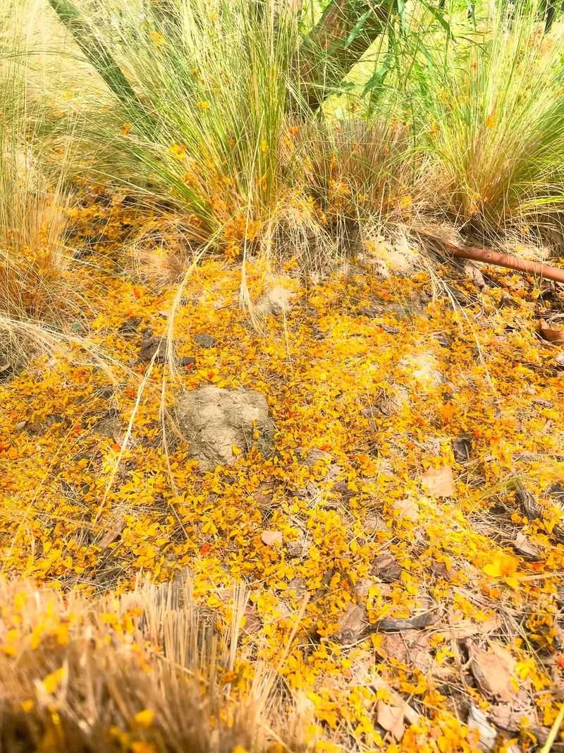 Flower Drop Usually Starts After Peak Spring Blooming