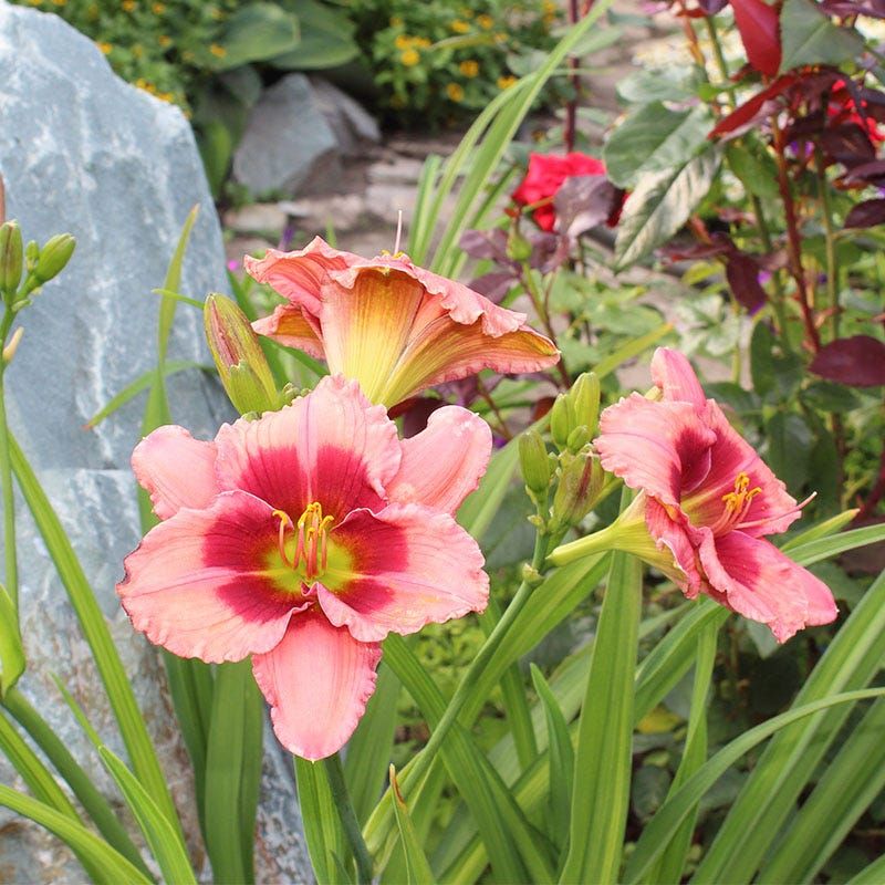 Flower Stalk Production Gradually Drops