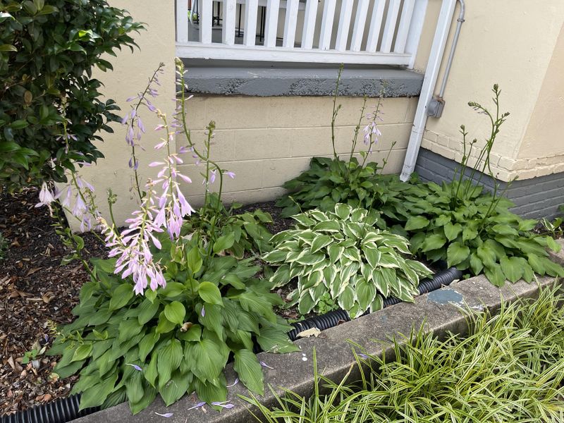 Flower Stalks May Be Fewer Or Weaker Flower Stalks May Be Fewer Or Weaker